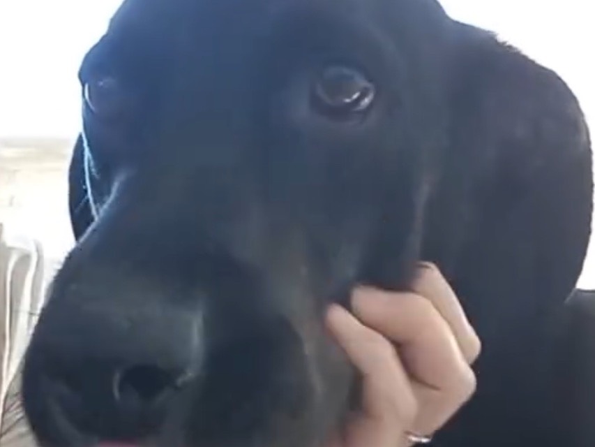Adotta un cane, taglia media, maschio, Latina