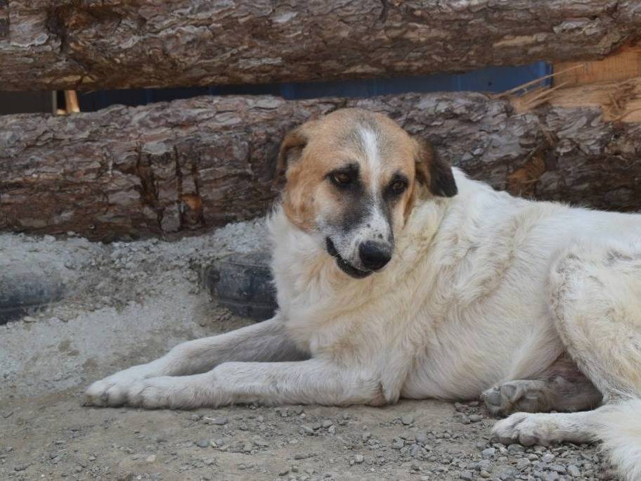 Adotta un cane, maschio, 12 anni e 1 mese, Crotone
