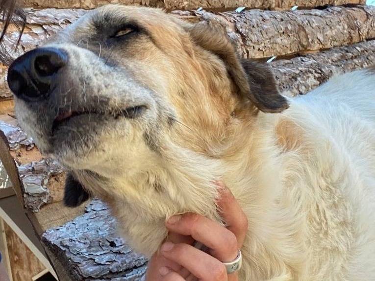 Adotta un cane, taglia media, maschio, Crotone