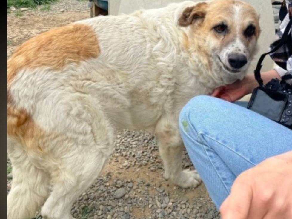 Vuoi adottare un cane a Crotone?