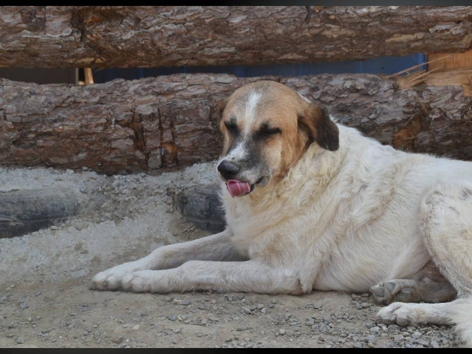 Adotta il cane ANDY a Crotone