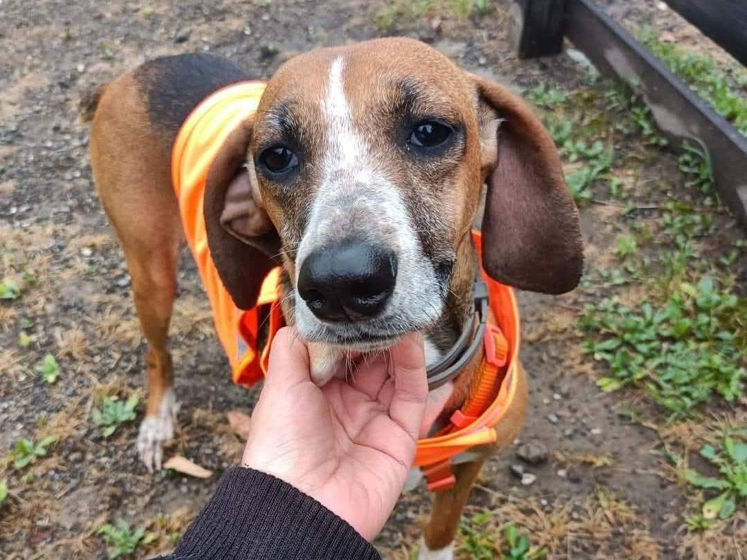 Adotta un cane, femmina, 2 anni  e 6 mesi , Roma