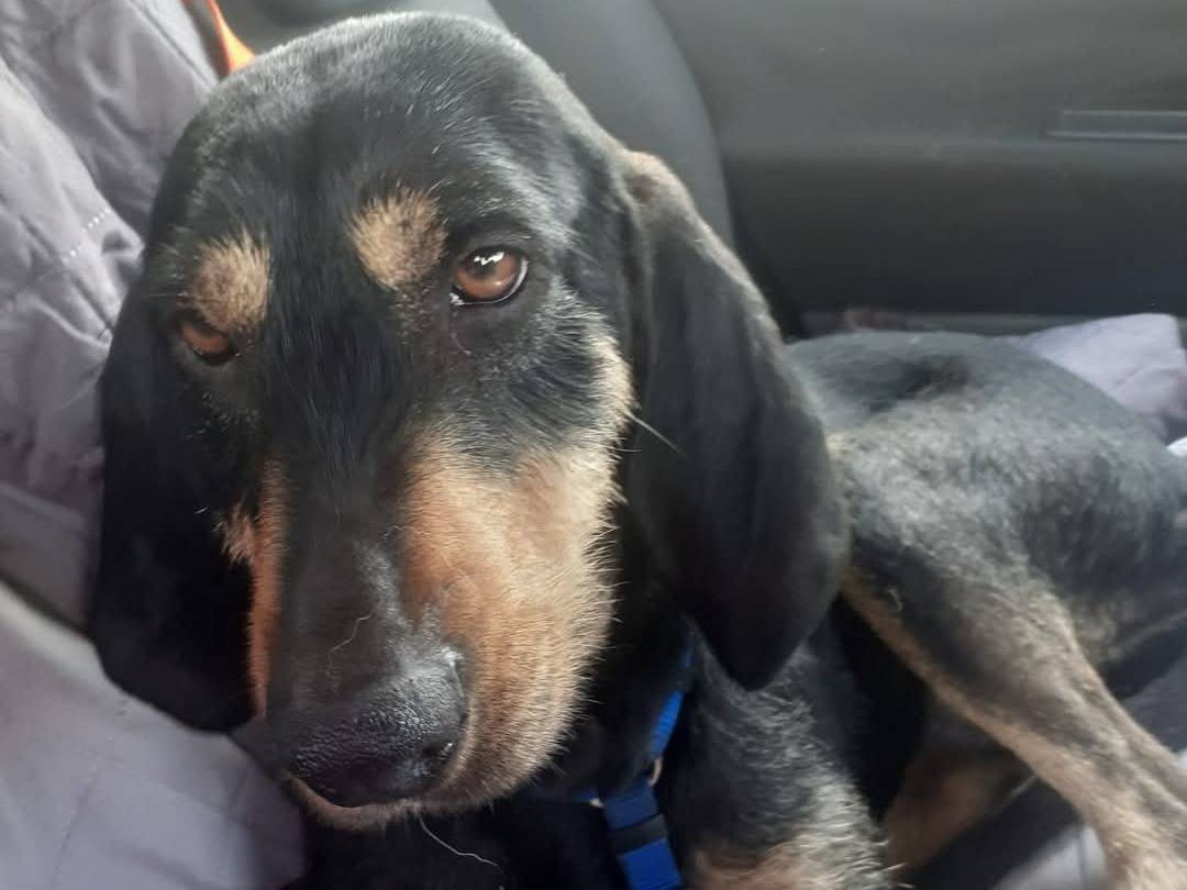 Adozione cane, femmina, Segugio Razza sconosciuta, 2 anni  e 1 mese, taglia media, Frosinone