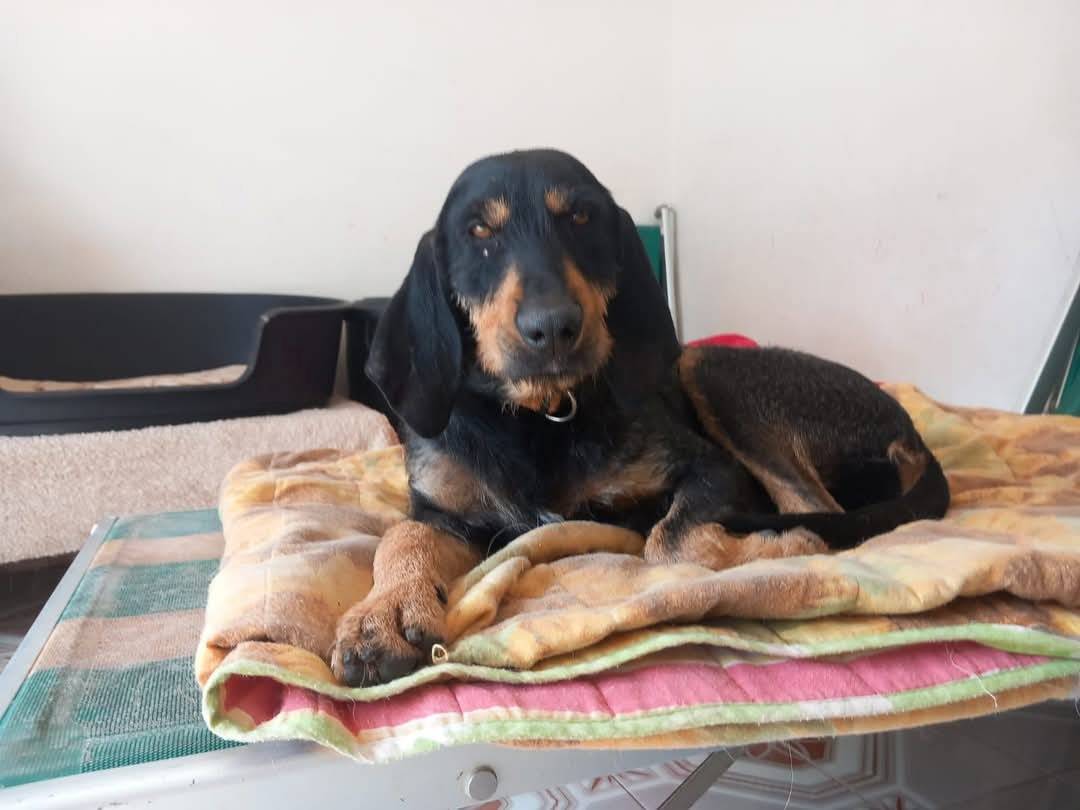 Adotta un cane, femmina, 2 anni  e 1 mese, Frosinone