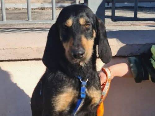 Adotta un cane, taglia media, femmina, Frosinone