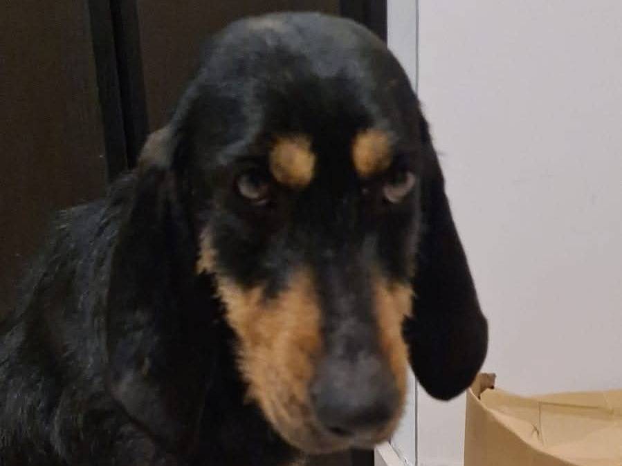 Vuoi adottare un cane a Frosinone?
