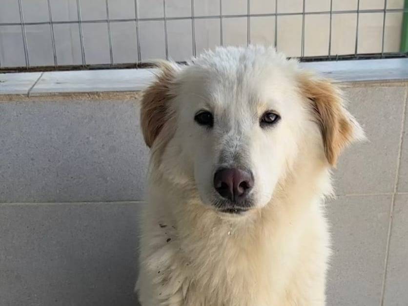 Foto dell'animale