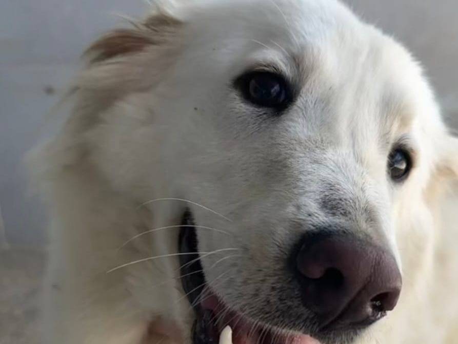 Adotta un cane, femmina, 2 anni  e 10 mesi , Caserta