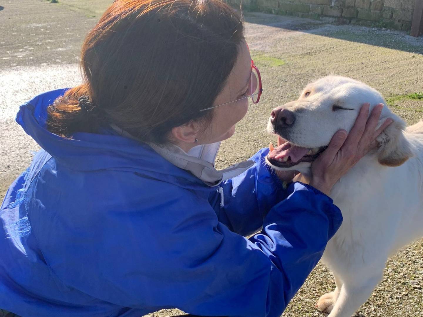Adotta un cane, taglia media, femmina, Caserta