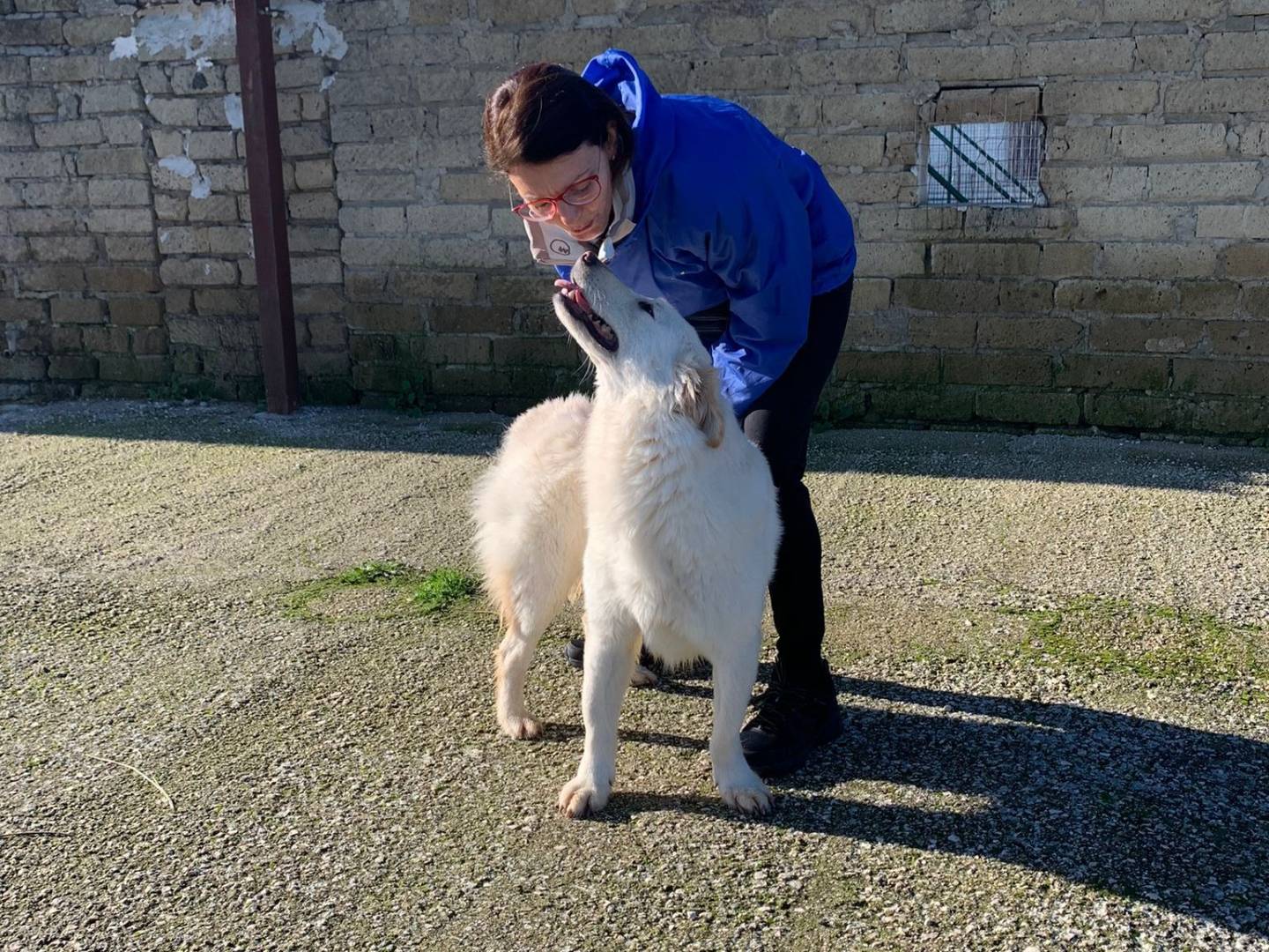 Vuoi adottare un cane a Caserta?