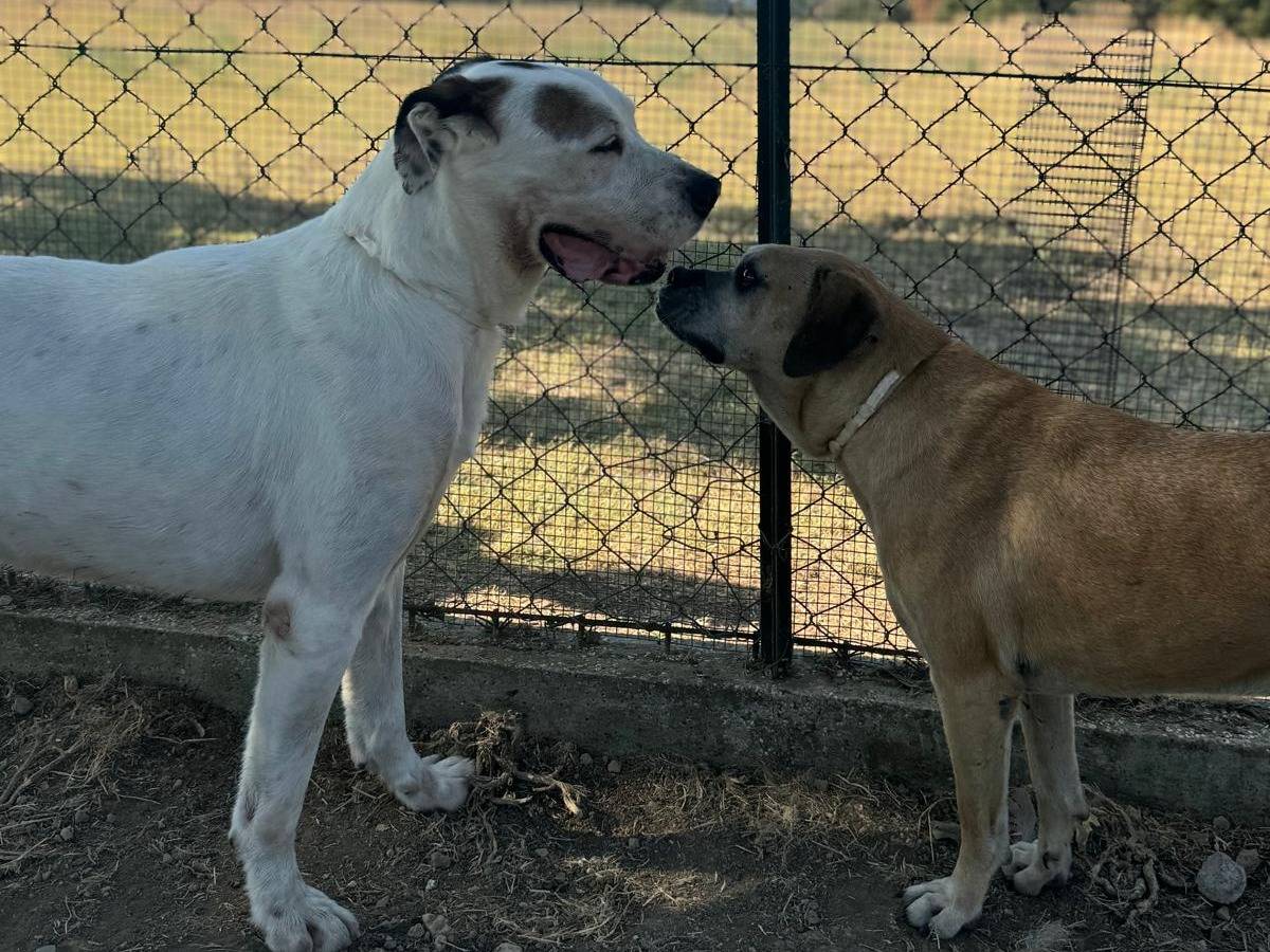 Adotta un cane, maschio, 5 anni  e 9 mesi , Roma