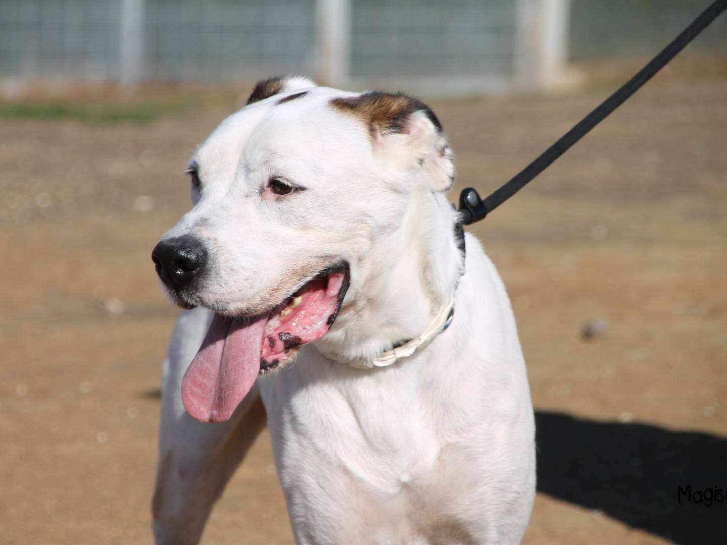 Adotta un cane, taglia grande, maschio, Roma