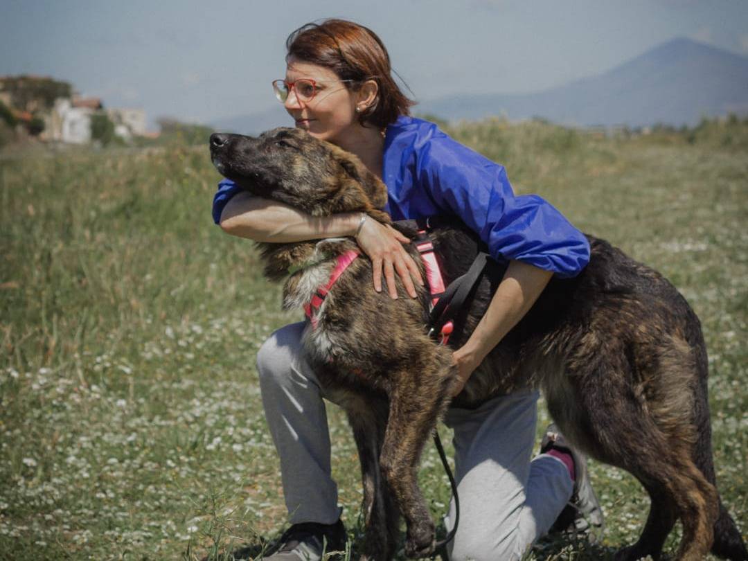 Adotta un cane, femmina, 1 anno e 5 mesi , Caserta
