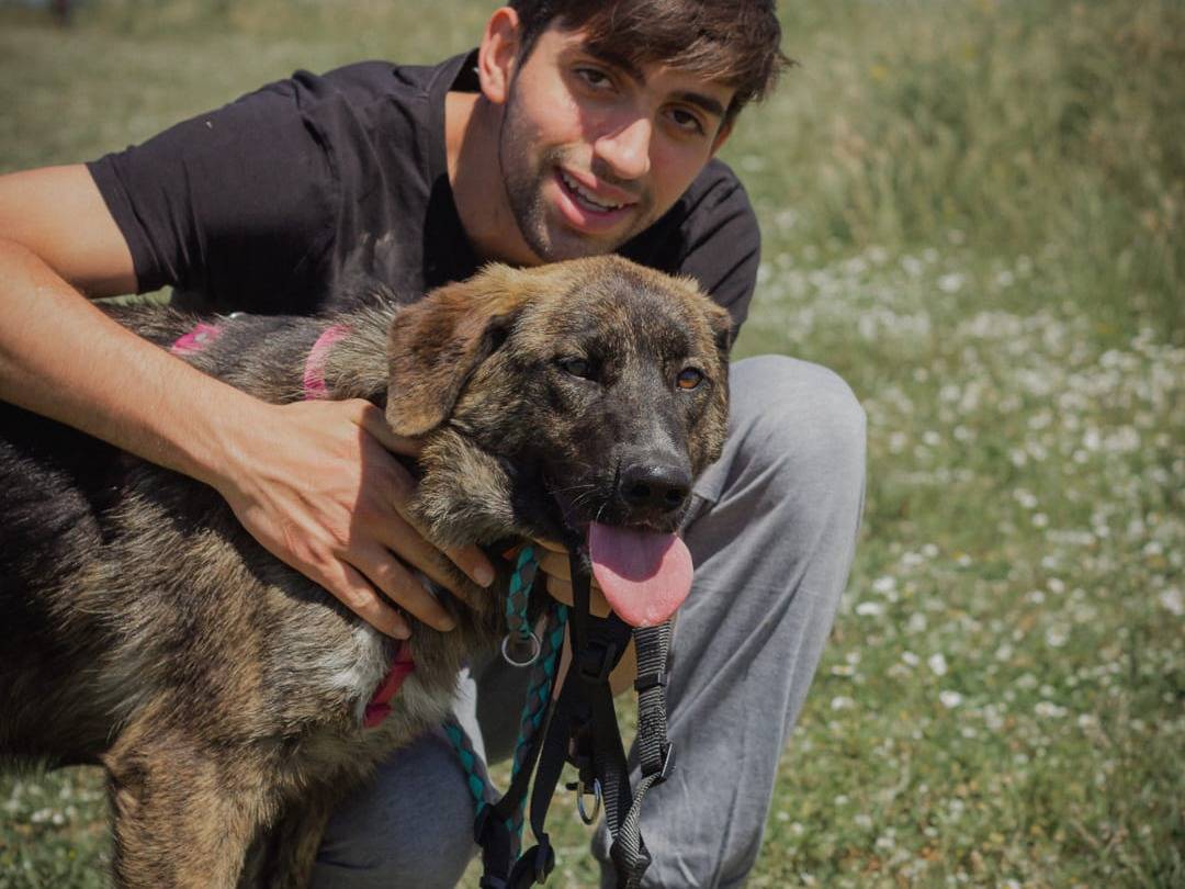 Adotta un cane, taglia media, femmina, Caserta
