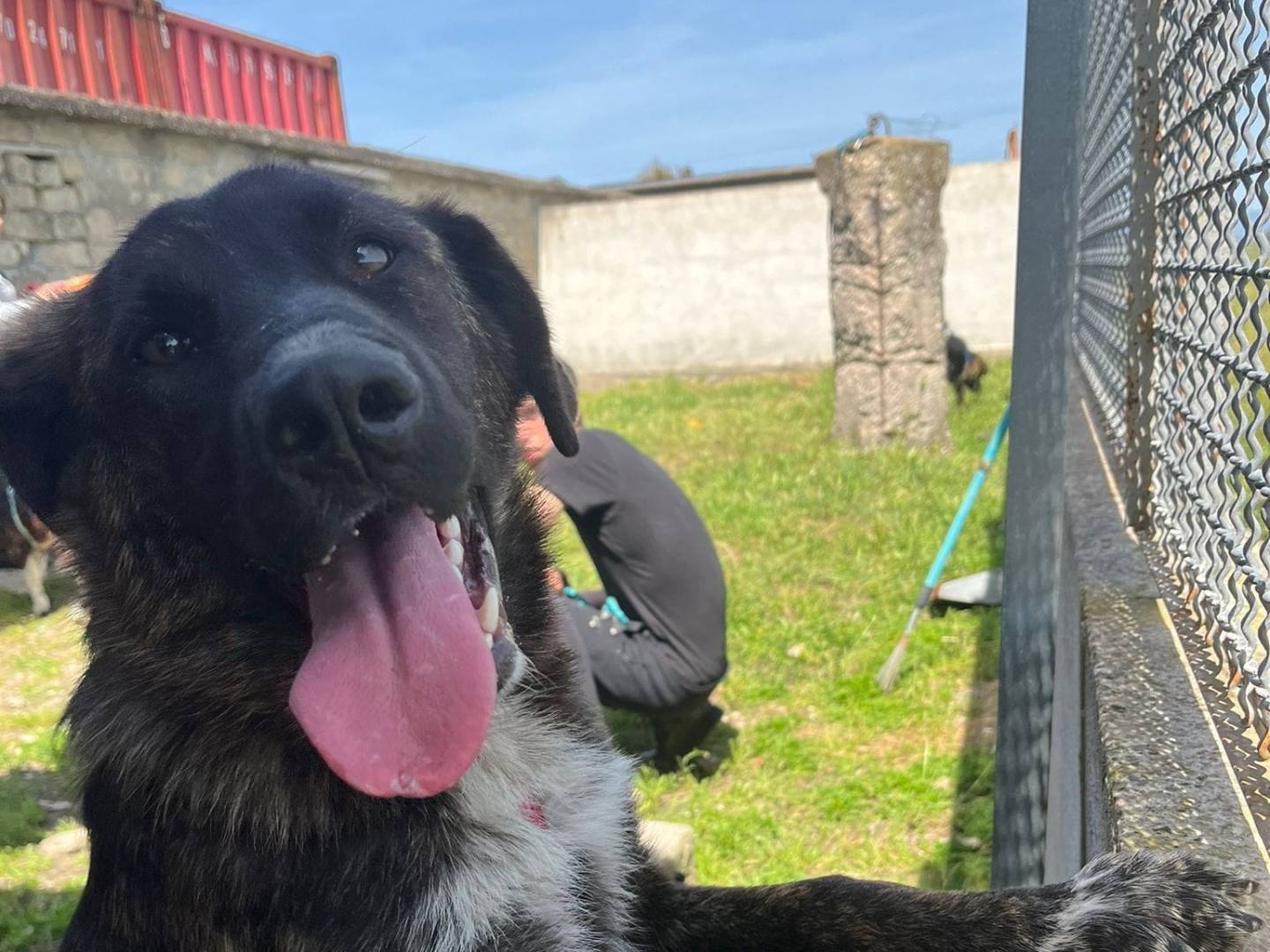 Vuoi adottare un cane a Caserta?