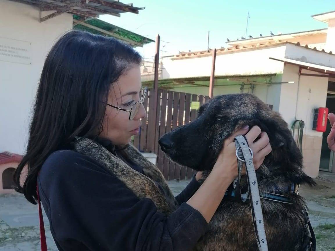 Adotta il cane RACHEL a Caserta