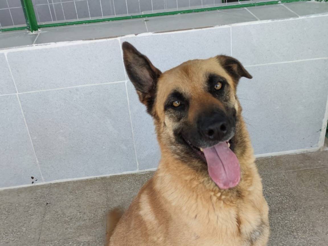 Adotta un cane, femmina, 7 anni  e 1 mese, Caserta