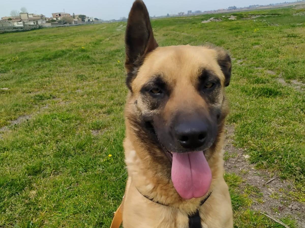 Adotta un cane, taglia media, femmina, Caserta