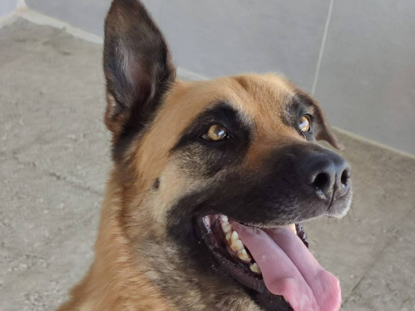 Vuoi adottare un cane a Caserta?