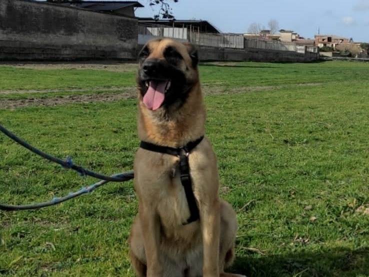 Adotta il cane GIULIETTA a Caserta