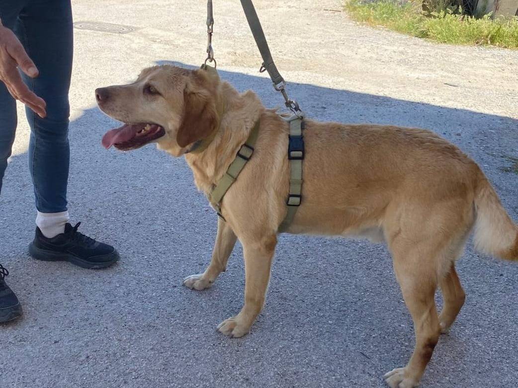 Adotta un cane, maschio, 7 anni  e 2 mesi , Caserta