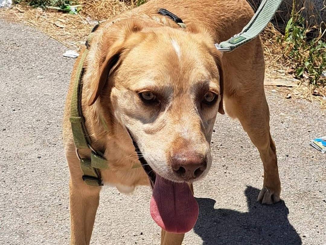 Adotta un cane, taglia media, maschio, Caserta
