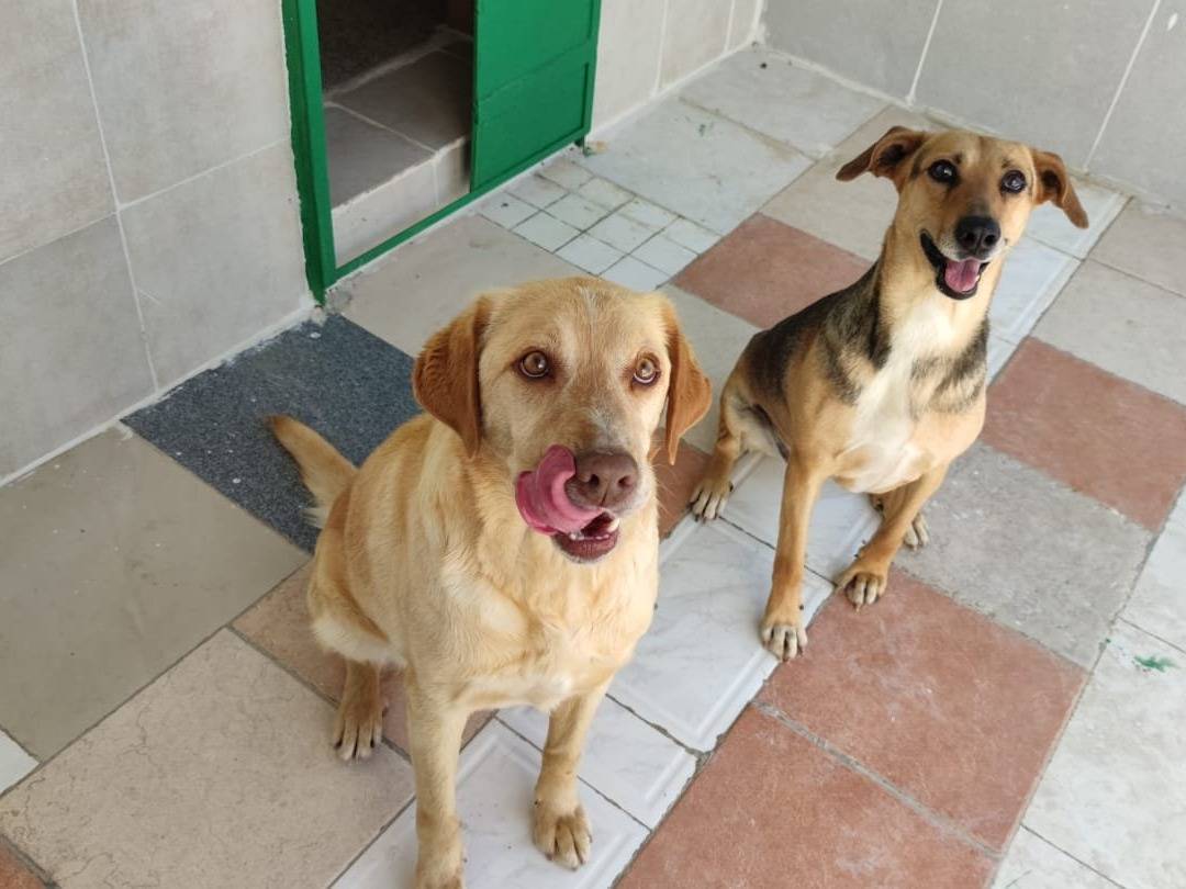 Vuoi adottare un cane a Caserta?