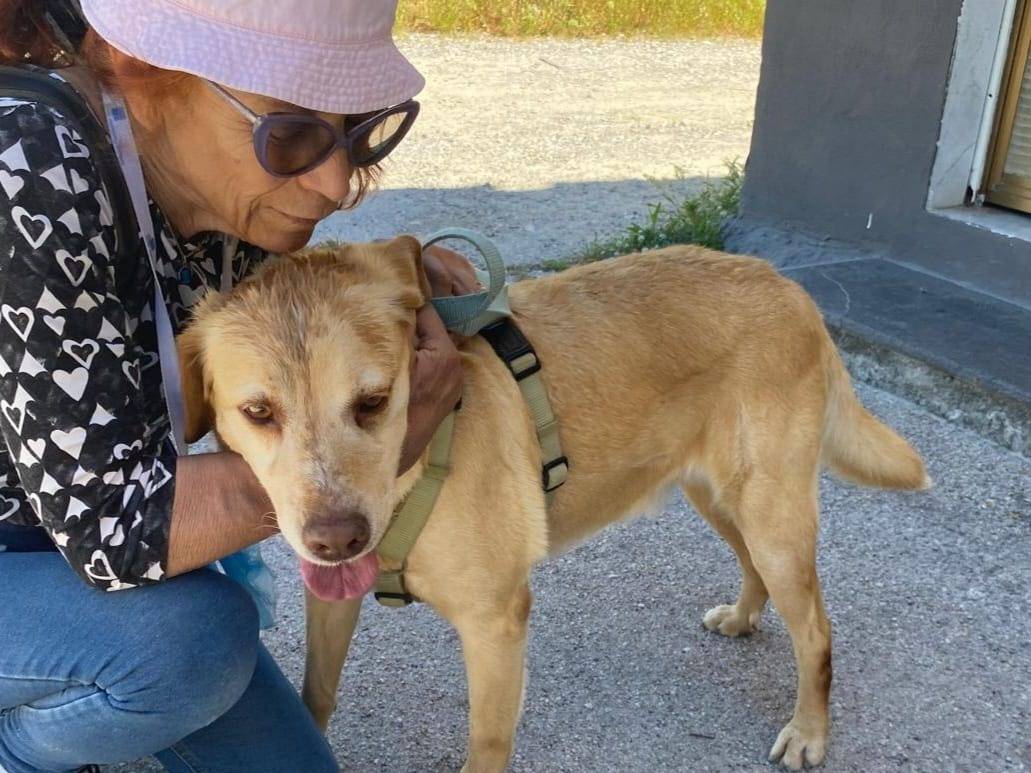 Adotta il cane KLAUS a Caserta