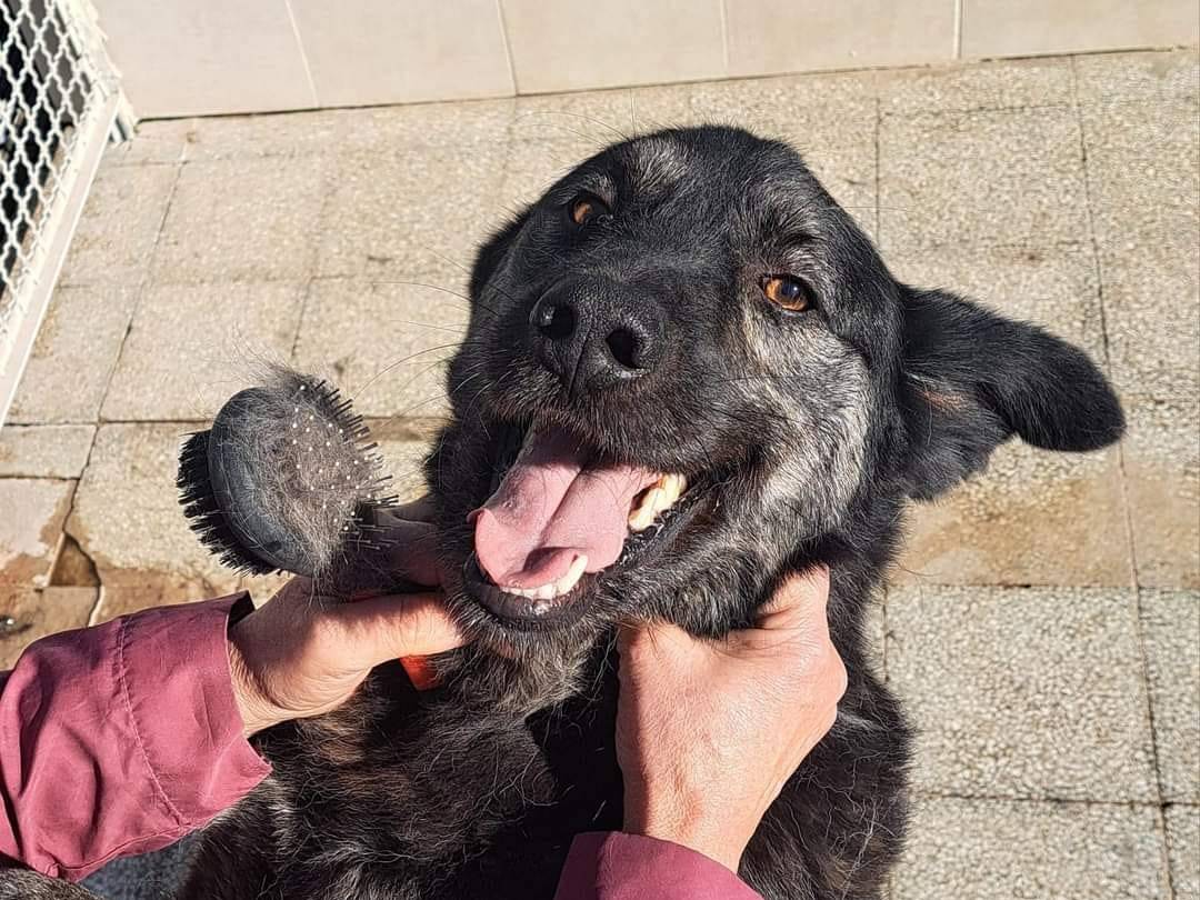 Foto dell'animale