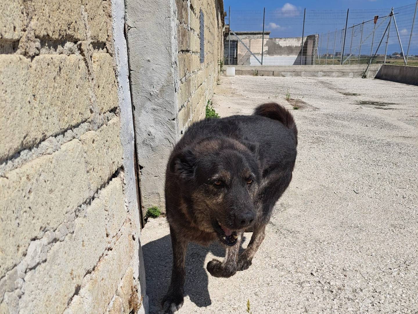 Vuoi adottare un cane a Caserta?
