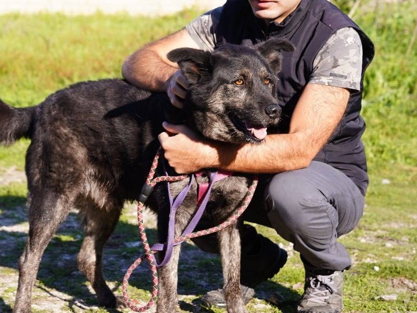Adotta il cane KIRO  a Caserta