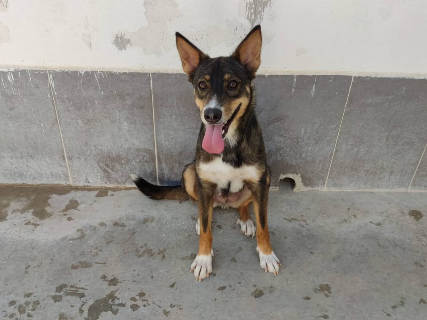 Adotta un cane, maschio, 4 anni  e 1 mese, Caserta