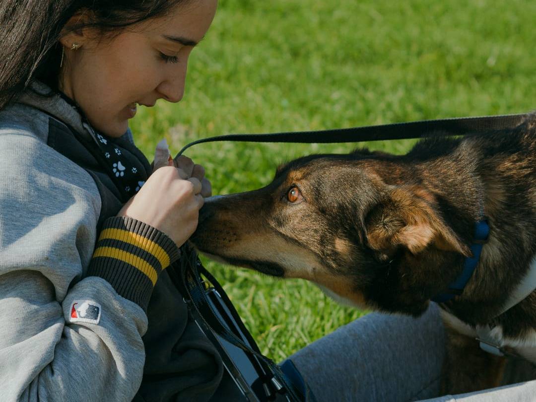 Adotta un cane, taglia media contenuta, maschio, Caserta