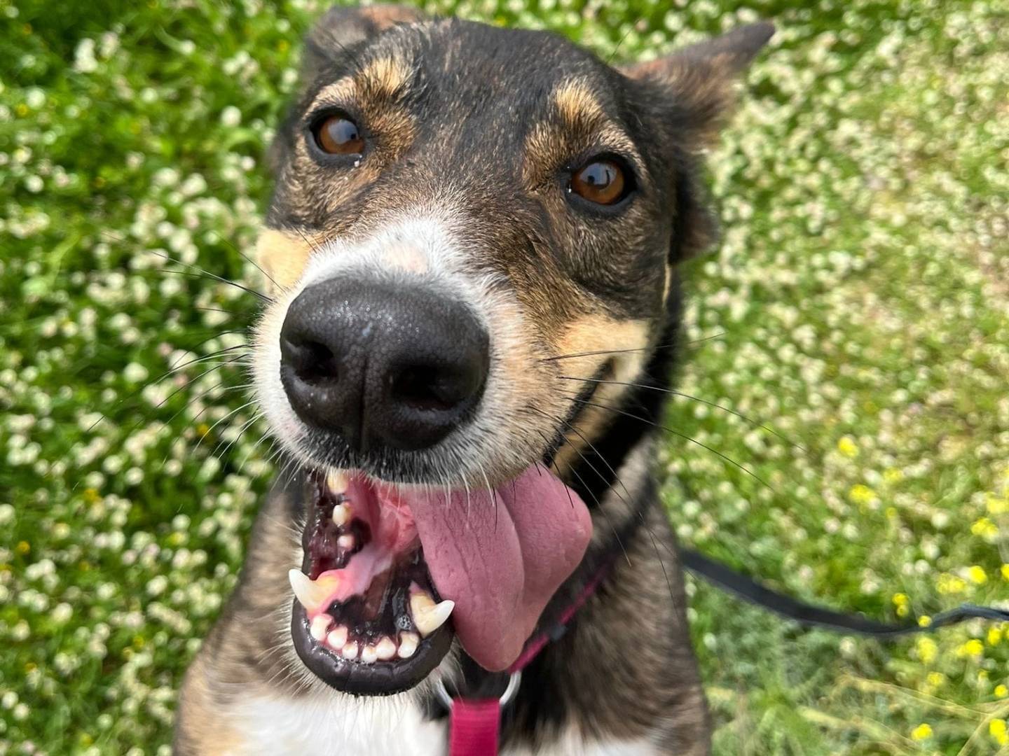 Vuoi adottare un cane a Caserta?