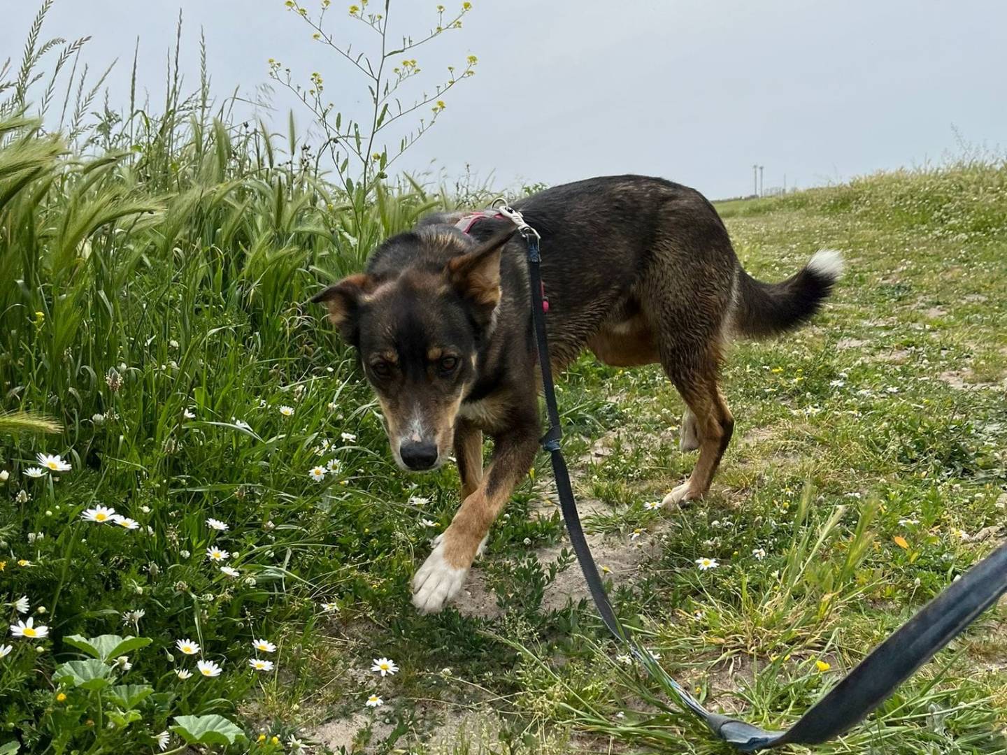Adotta il cane NESS a Caserta