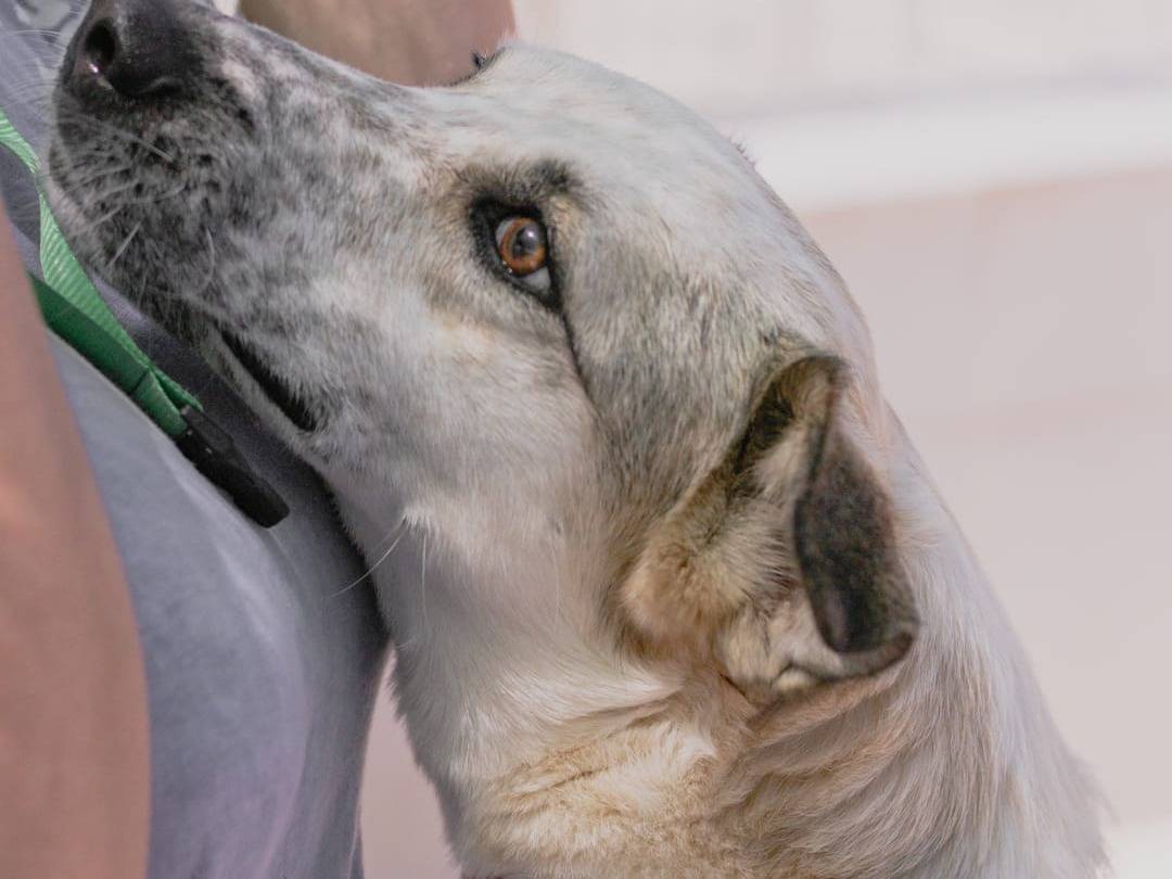 Foto dell'animale