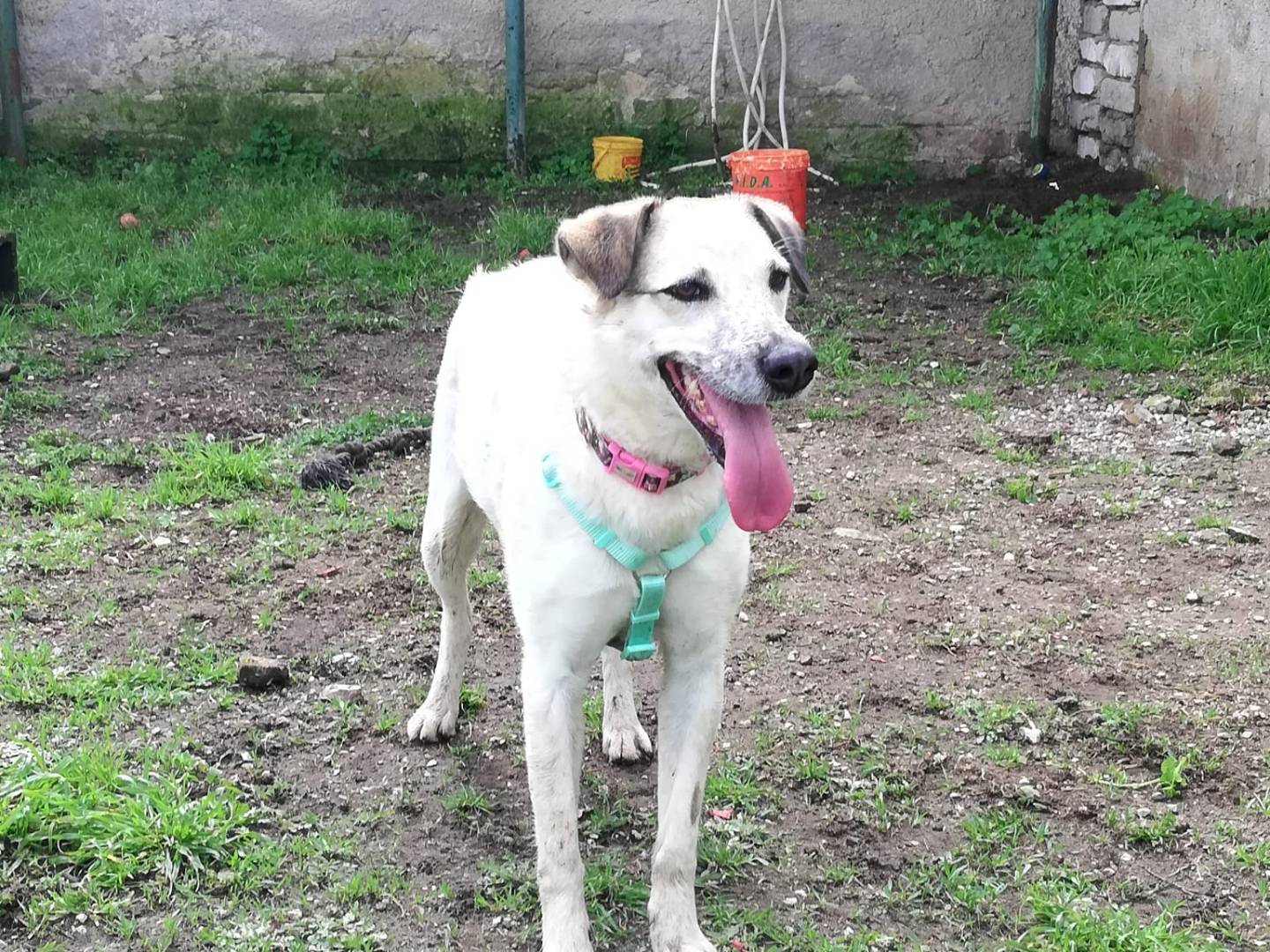 Adotta un cane, femmina, 3 anni  e 6 mesi , Caserta