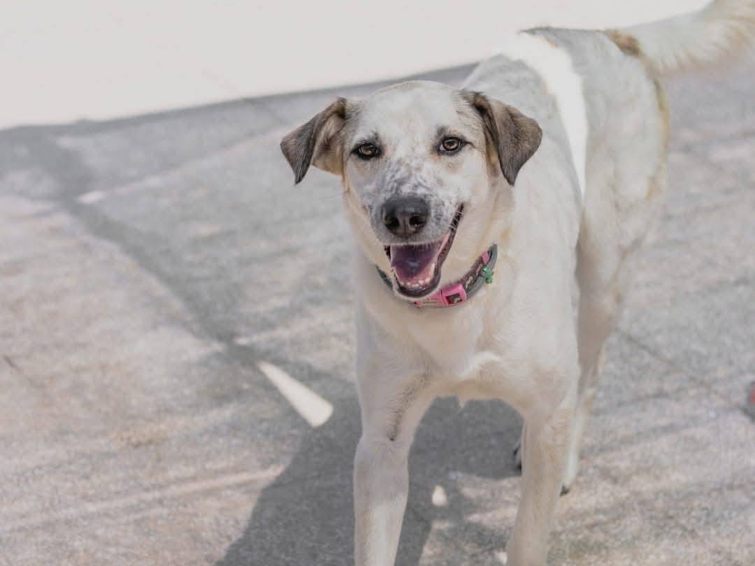 Adotta un cane, taglia media, femmina, Caserta
