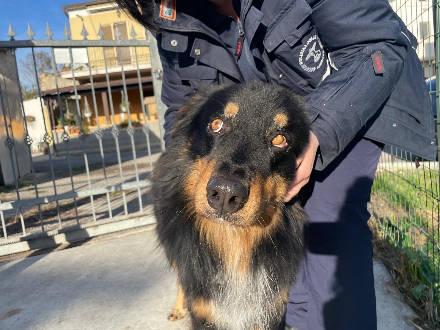Adotta un cane, maschio, 5 anni  e 1 mese, Pescara