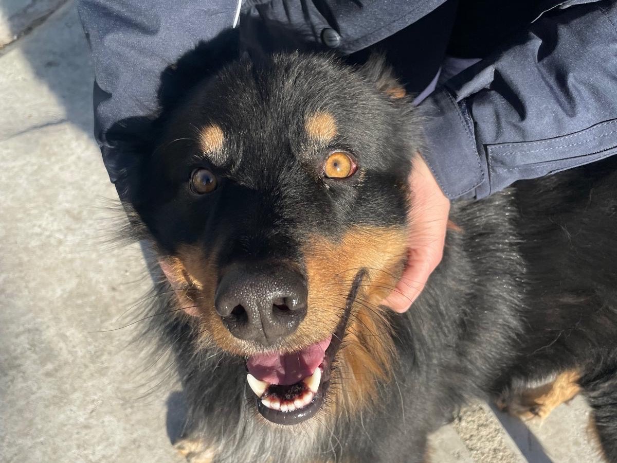 Vuoi adottare un cane a Pescara?