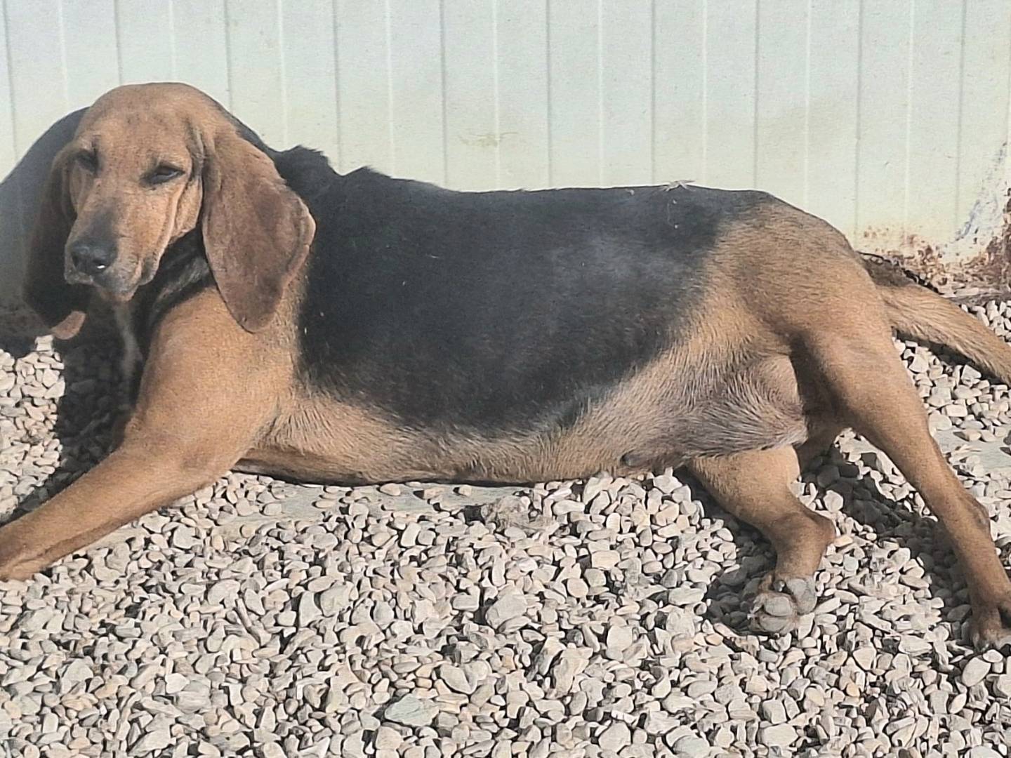Adotta un cane, femmina, 4 anni  e 2 mesi , Teramo
