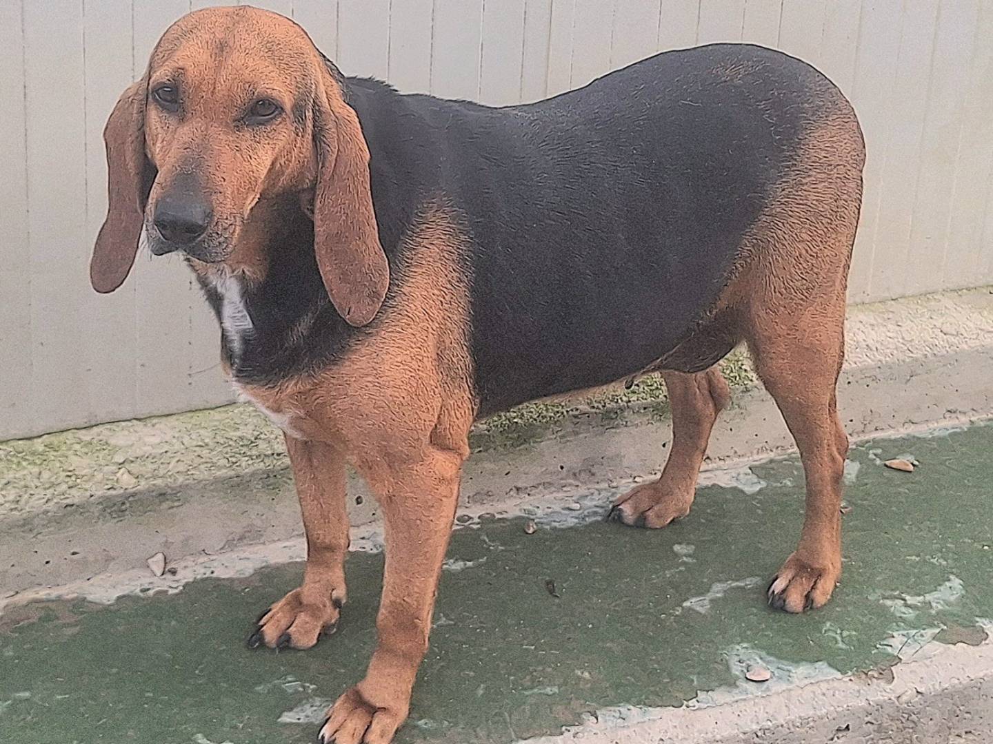 Adotta un cane, taglia media, femmina, Teramo