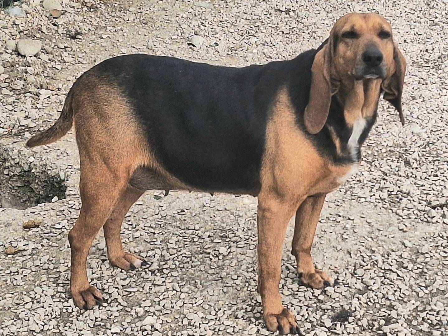 Vuoi adottare un cane a Teramo?