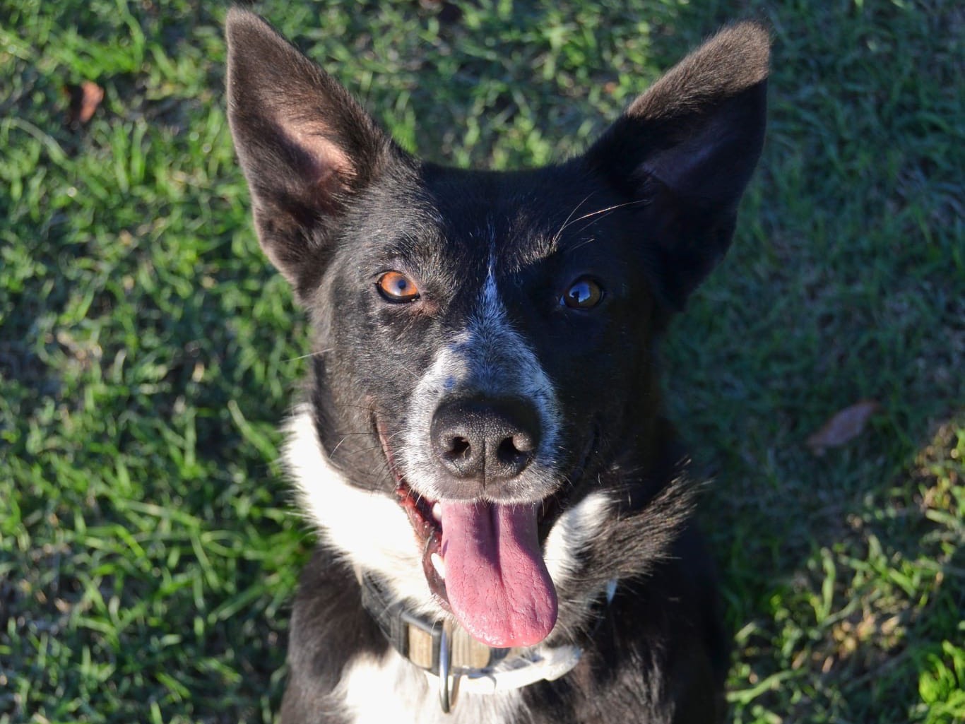 Adozione cane, femmina, Razza sconosciuta Razza sconosciuta, 1 anno e 10 mesi , taglia media, Pavia