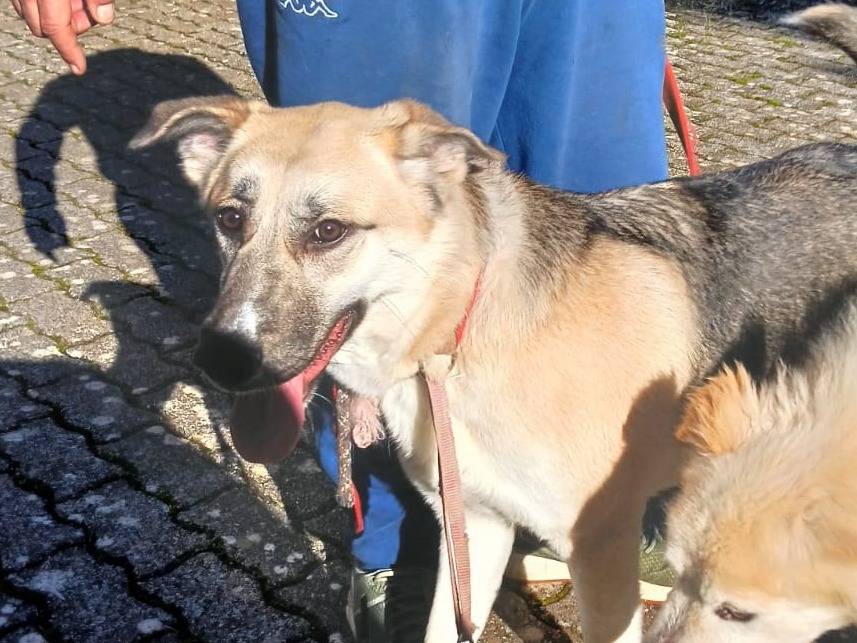 Adozione cane, femmina, Pastore tedesco Razza sconosciuta, 2 anni e 2 mesi, taglia grande, Bari