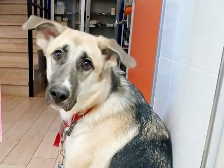 Adotta un cane, femmina, 2 anni e 2 mesi, Bari