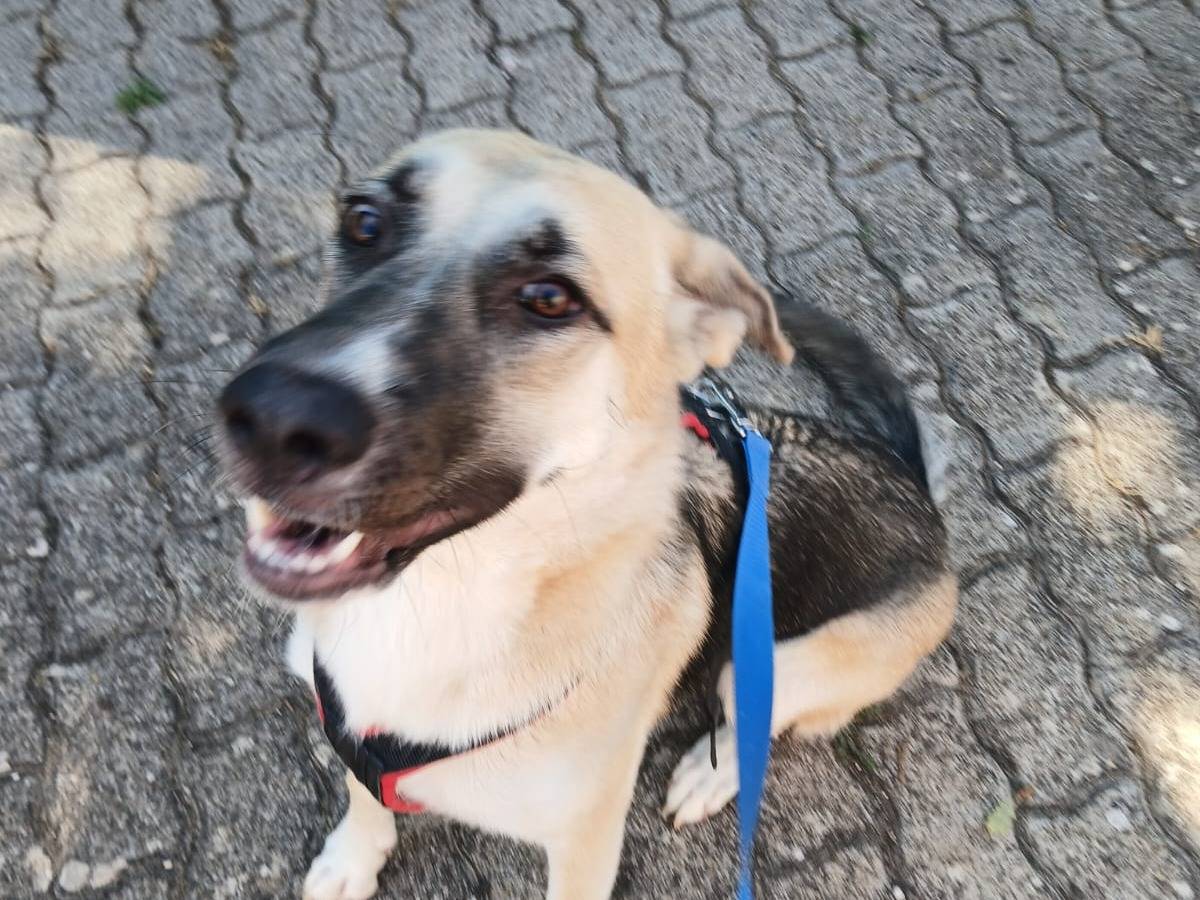 Adotta un cane, taglia grande, femmina, Bari