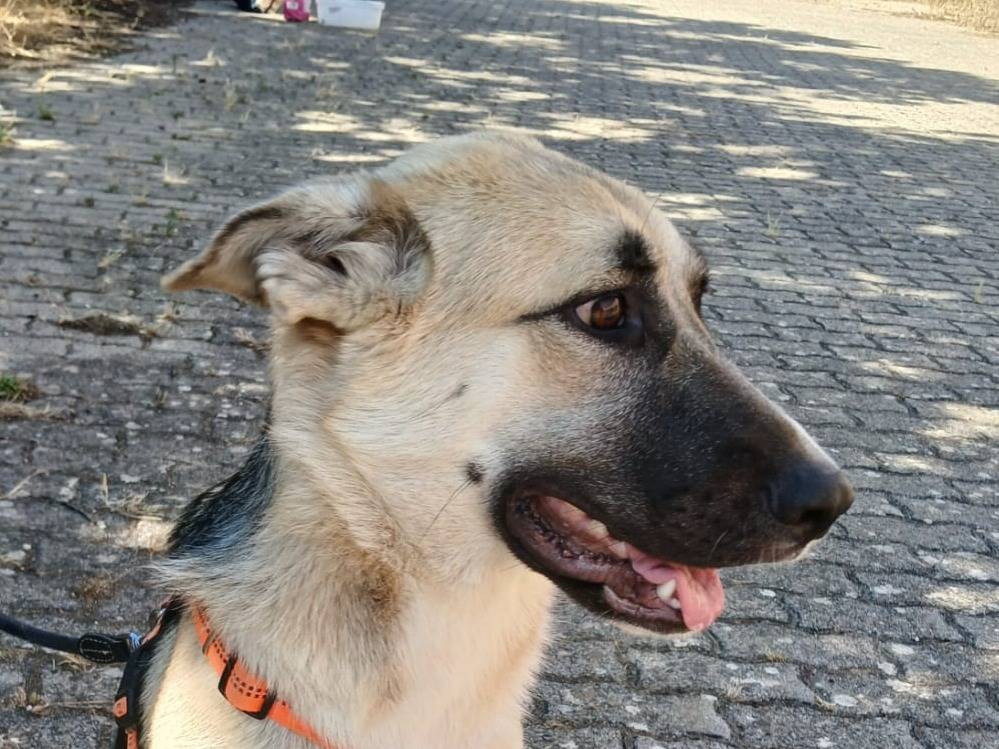 Vuoi adottare un cane a Bari?