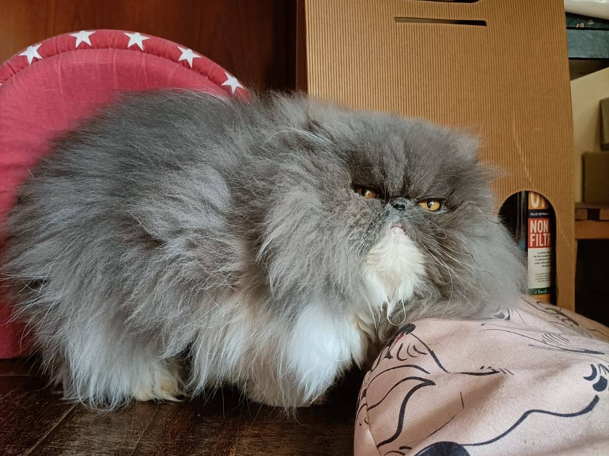 Adotta un gatto, femmina, 3 anni e 8 mesi, Verona