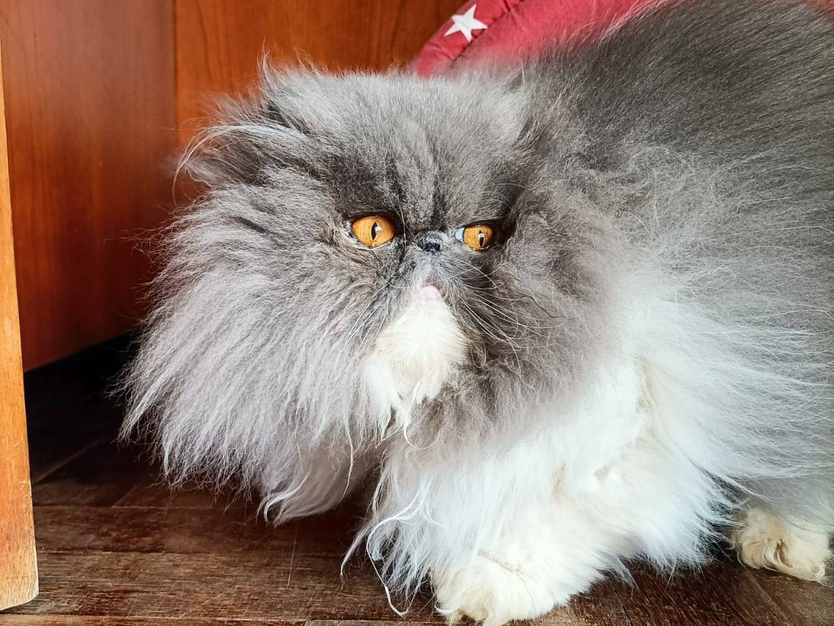 Adotta un gatto, taglia non valida, femmina, Verona